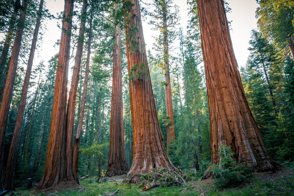 Sequoia National Park, California