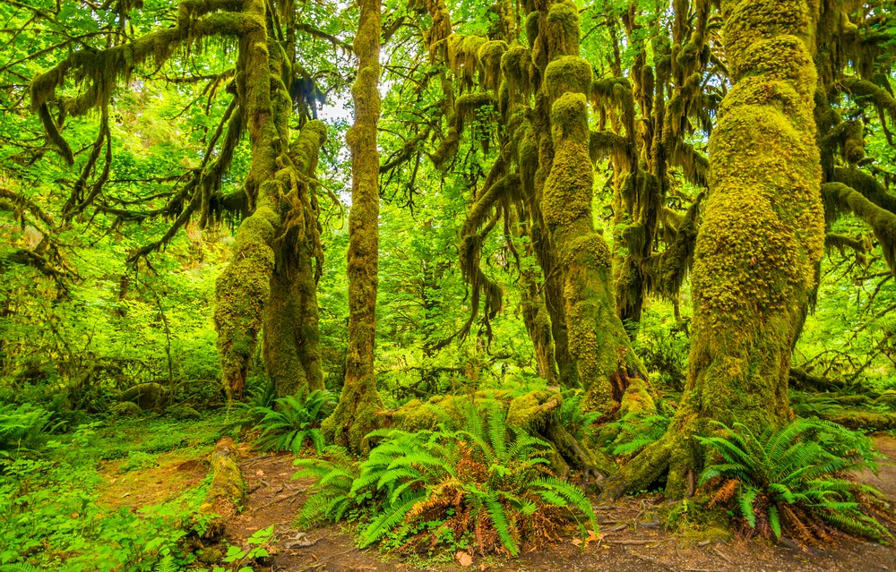 Hoh Rain Forest at the Olympic National Park, Washington